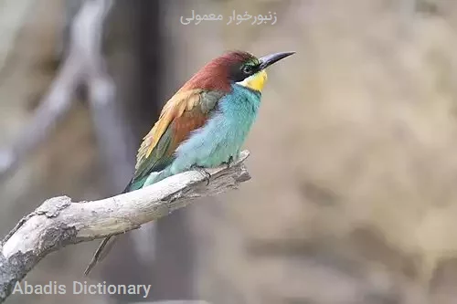 زنبورخوار معمولی